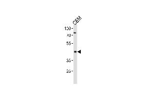 FADS2 Antibody (Center) (ABIN651561 and ABIN2840302) western blot analysis in CEM cell line lysates (35 μg/lane). (FADS2 antibody  (AA 96-122))