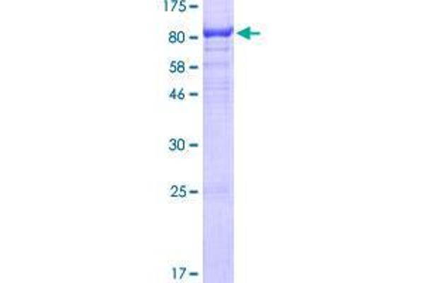 SIGLEC12 Protein (AA 1-595) (GST tag)