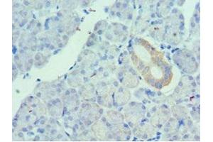 Immunohistochemistry of paraffin-embedded human pancreatic tissue using ABIN7175149 at dilution of 1:100 (Urotensin 2 antibody  (AA 35-124))