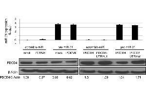 Western Blotting (WB) image for anti-Programmed Cell Death 4 (PDCD4) (pSer457) antibody (ABIN129708)