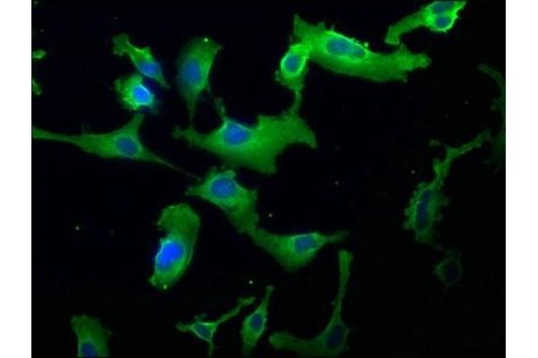 RASA2 antibody  (AA 609-850)