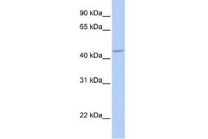 WB Suggested Anti-GABRA5 Antibody Titration:  0. (GABRA5 antibody  (Middle Region))