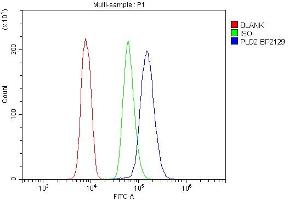 anti-Phospholipase D2 (PLD2) (AA 37-924) antibody