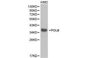 Western Blotting (WB) image for anti-Polymerase (DNA Directed), beta (POLB) antibody (ABIN1874176) (POLB antibody)