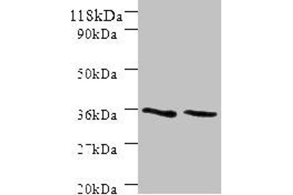 Sorting Nexin 2 抗体  (AA 1-102)