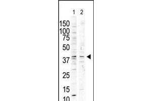 Antibody is used in Western blot to detect P38 delta in nocodazole-treated HCT116 (lane 1) and PMA-treated Pam212 (lane 2) cell lysates. (MAPK13 antibody  (C-Term))