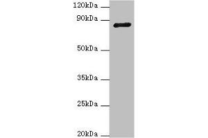 Western blot All lanes: ADAM33 antibody at 4 μg/mL + NIH/3T3 whole cell lysate Secondary Goat polyclonal to rabbit IgG at 1/10000 dilution Predicted band size: 88, 85, 33 kDa Observed band size: 88 kDa (ADAM33 antibody  (AA 140-420))