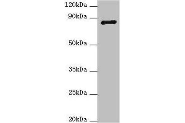 ADAM33 Antikörper  (AA 140-420)