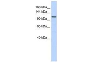 Image no. 1 for anti-Adenylate Cyclase 8 (Brain) (ADCY8) (AA 1152-1201) antibody (ABIN6743346) (ADCY8 antibody  (AA 1152-1201))
