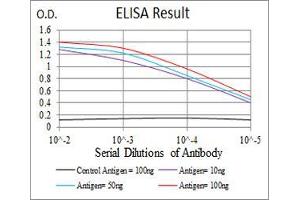 Black line: Control Antigen (100 ng), Purple line: Antigen(10 ng), Blue line: Antigen (50 ng), Red line: Antigen (100 ng), (VAV2 antibody  (AA 552-868))