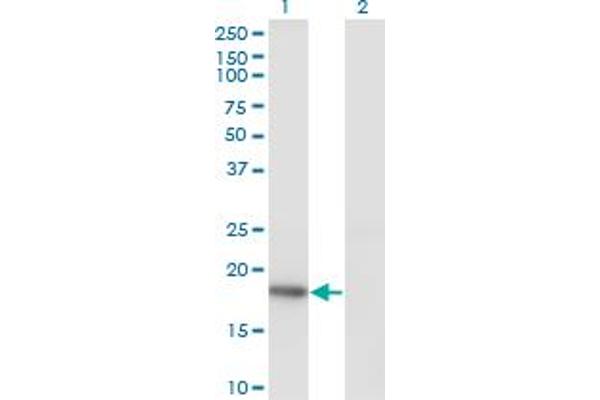 KISS1 antibody  (AA 46-145)