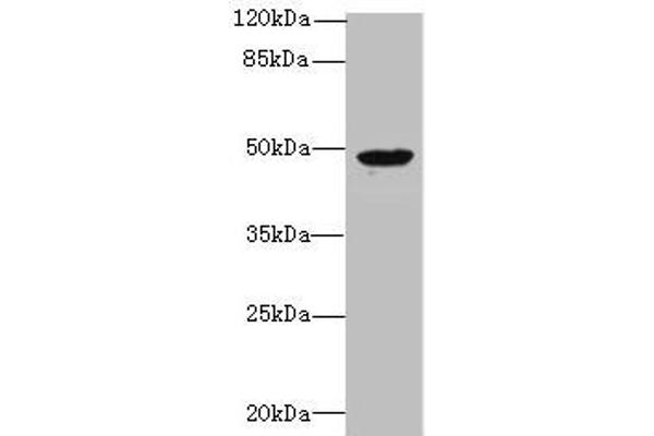 RBM41 antibody  (AA 1-413)