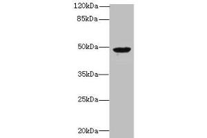 Western blot All lanes: RBM41 antibody at 1. (RBM41 antibody  (AA 1-413))
