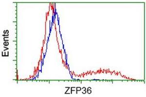 HEK293T cells transfected with either RC202049 overexpress plasmid (Red) or empty vector control plasmid (Blue) were immunostained by anti-ZFP36 antibody (ABIN2454212), and then analyzed by flow cytometry. (ZFP36 antibody)