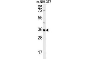 Western Blotting (WB) image for anti-Mitochondrial Carrier 2 (MTCH2) antibody (ABIN3002367) (MTCH2 antibody)