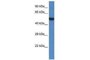 Western Blot showing Porcn antibody used at a concentration of 1. (PORCN antibody  (Middle Region))
