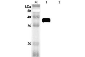 Western blot analysis using anti-MFAP4 (human), pAb  at 1:2'000 dilution. (MFAP4 antibody)