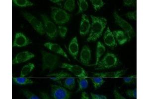 Immunofluorescence analysis of L929 cells using NDUFS8 Polyclonal Antibody at dilution of 1:100 (40x lens). (NDUFS8 antibody)