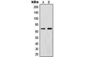 Western blot analysis of Cytokine IK expression in HeLa (A), HEK293T (B) whole cell lysates. (Protein Red (IK) (C-Term) antibody)