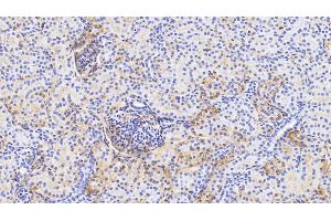 Detection of APOA1 in Porcine Kidney Tissue using Polyclonal Antibody to Apolipoprotein A1 (APOA1) (APOA1 antibody  (AA 25-265))