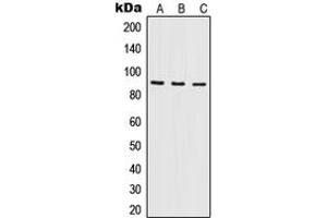 Western blot analysis of ILF3 expression in A431 (A), Raji (B), K562 (C) whole cell lysates. (Interleukin enhancer-binding factor 3 (ILF3) (Center) antibody)