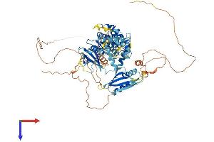 BRSK2 Protein (AA 1-736) (His tag)
