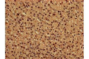 IHC image of ABIN7149549 diluted at 1:150 and staining in paraffin-embedded human adrenal gland tissue performed on a Leica BondTM system. (DAP antibody  (AA 2-102))