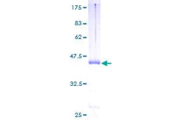 Plexin A2 Protein (Plxna2) (AA 1-164) (GST tag)