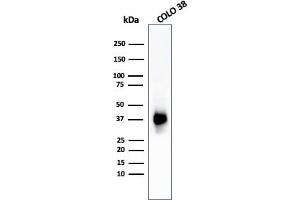Western Blot Analysis of COLO-38 cell lysate using gp100 Mouse Monoclonal Antibody (PMEL/783).