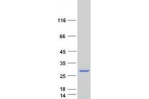 MAGEA5 Protein (Myc-DYKDDDDK Tag)