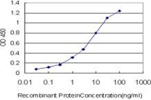 Detection limit for recombinant GST tagged RORB is approximately 0. (RORB antibody  (AA 136-224))