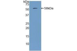 Detection of Recombinant APOA1, Porcine using Polyclonal Antibody to Apolipoprotein A1 (APOA1) (APOA1 antibody  (AA 25-265))