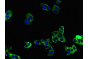 Immunofluorescent analysis of HepG2 cells using ABIN7164301 at dilution of 1:100 and Alexa Fluor 488-congugated AffiniPure Goat Anti-Rabbit IgG(H+L) (Neuregulin 1 antibody  (AA 75-176))