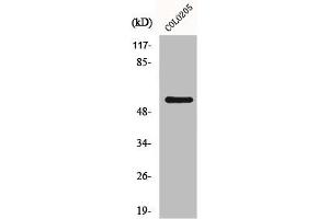 GRK7 antibody  (Internal Region)