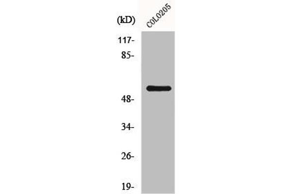 GRK7 antibody  (Internal Region)