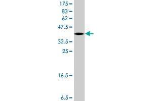 Western Blot detection against Immunogen (36. (VASH1 antibody  (AA 3-100))