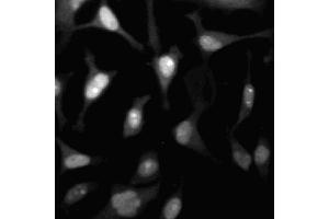 Immunofluorescent staining of HeLa (ATCC CCL-2) cells. (CDK2 antibody  (AA 109-298))