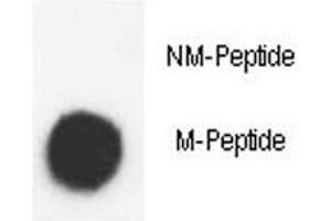 Dot blot analysis of phospho-Histone H3. (Histone H3.3 antibody  (AA 1-30))