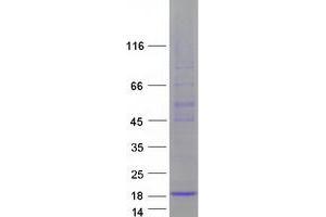 Validation with Western Blot (FAM19A3 Protein (Transcript Variant 1) (Myc-DYKDDDDK Tag))