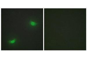 Immunofluorescence (IF) image for anti-Dual Specificity Phosphatase 16 (DUSP16) (C-Term) antibody (ABIN1849942) (DUSP16 antibody  (C-Term))