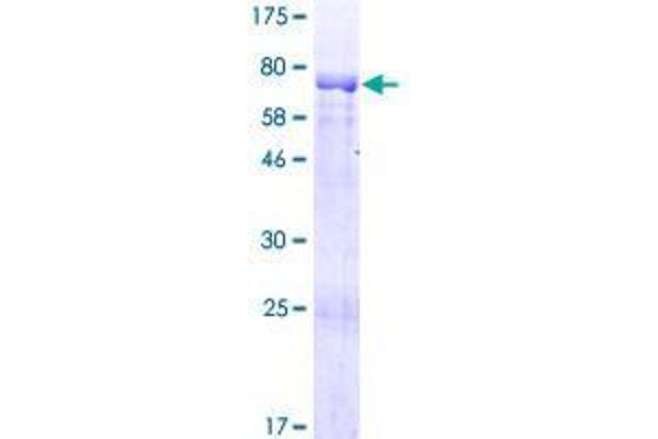 Kazrin Protein (KAZ) (AA 1-415) (GST tag)