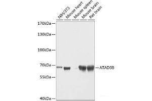 Western blot analysis of extracts of various cell lines using ATAD3B Polyclonal Antibody at dilution of 1:1000. (ATAD3B antibody)