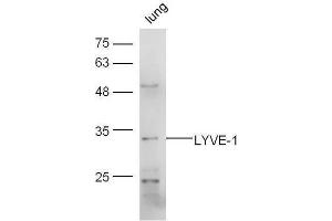 Mouse lung lysates probed with Rabbit Anti-LYVE-1 Polyclonal Antibody, Unconjugated  at 1:5000 for 90 min at 37˚C.