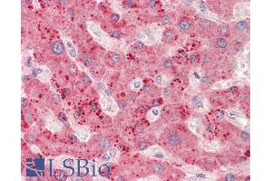 ABIN5539613 (5µg/ml) staining of paraffin embedded Human Liver. (RPL23 antibody  (C-Term))