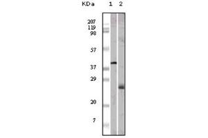 Western Blotting (WB) image for anti-Apolipoprotein M (APOM) antibody (ABIN1105423) (Apolipoprotein M antibody)