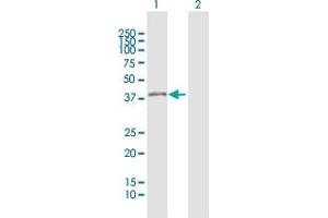 Western Blot analysis of BSND expression in transfected 293T cell line by BSND MaxPab polyclonal antibody. (BSND antibody  (AA 1-320))