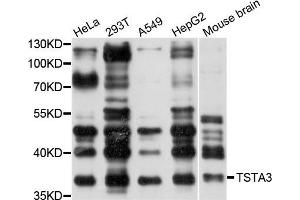 Western blot analysis of extracts of various cells, using TSTA3 antibody. (TSTA3 antibody)
