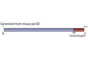 Image no. 3 for anti-Catenin (Cadherin-Associated Protein), delta 1 (CTNND1) (AA 326-632) antibody (ABIN967771) (CTNND1 antibody  (AA 326-632))