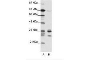 Image no. 1 for anti-Cyclin-Dependent Kinase 5 (CDK5) (C-Term) antibody (ABIN202177) (CDK5 antibody  (C-Term))