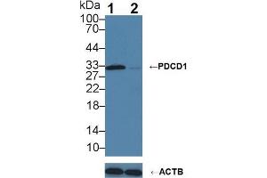Western blot analysis of (1) Wild-type Jurkat cell lysate, and (2) PDCD1 knockout Jurkat cell lysate, using Rabbit Anti-Human PDCD1 Antibody (3 µg/ml) and HRP-conjugated Goat Anti-Mouse antibody ( (PD-1 antibody  (AA 41-132))